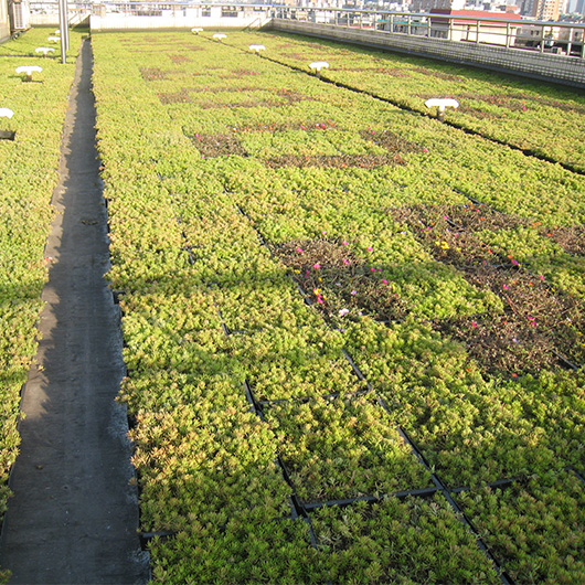 Unlocking the Potential of Green Roof Trays: A Game-Changer in Urban Sustainability