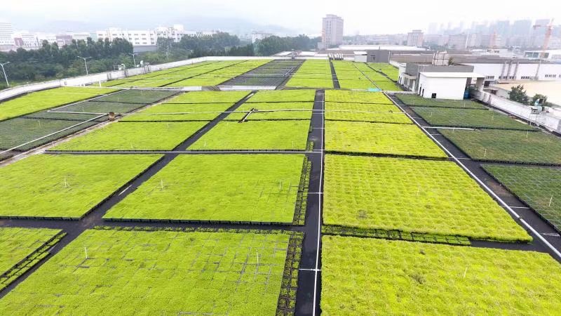 Unlocking the Potential of Green Roof Trays: A Game-Changer in Urban Sustainability
