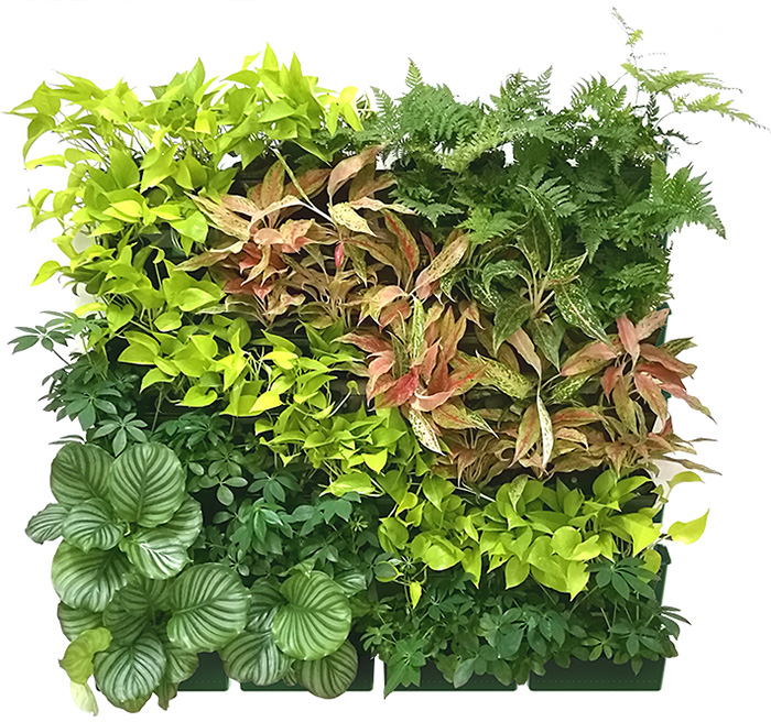 Explore how the 3318 Series Green Wall Trays are revolutionizing sustainable architecture, offering innovative solutions for modern urban landscapes from a green architect's perspective.