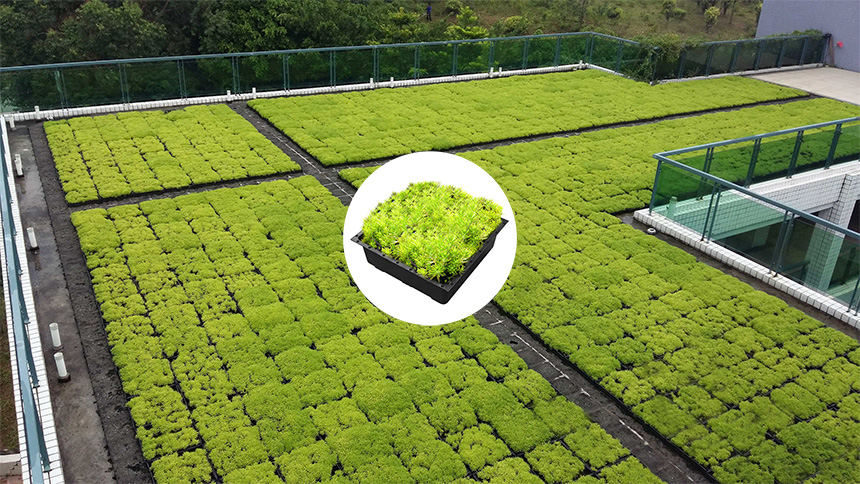 Discover the key considerations in plant selection for rooftop greening from an urban planner's viewpoint and explore the integration of LEIYUAN's Green Roof Trays in modern cityscapes.